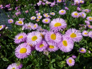 Erigeron speciosus 'Rosa Juwel'