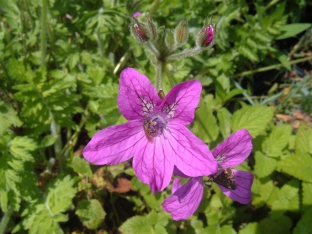 Erodium manescavii