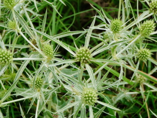 Eryngium campestre