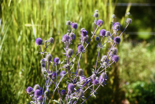 Eryngium planum