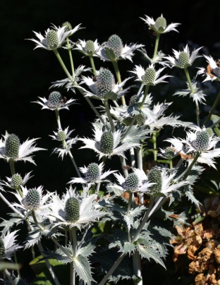 Eryngium giganteum