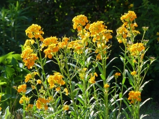 Erysimum x allionii