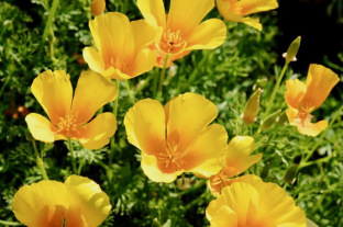 Eschscholzia californica (gelb)