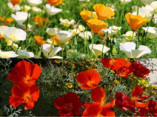 Eschscholzia californica (Bunte Mischung)