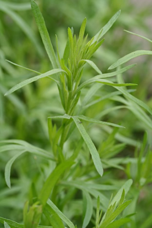 Artemisia dracunculus