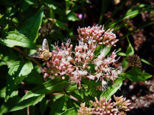 Eupatorium cannabinum