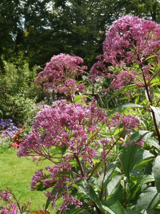 Eupatorium maculatum