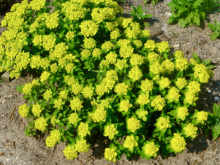 Euphorbia polychroma