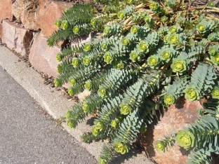 Euphorbia myrsinites