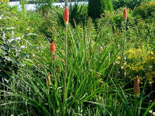 Kniphofia uvaria 'Grandiflora'