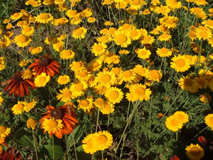 Anthemis tinctoria