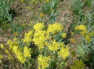 Isatis tinctoria