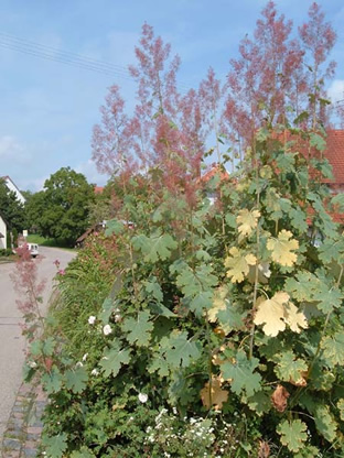 Macleaya microcarpa (cordata hort.)