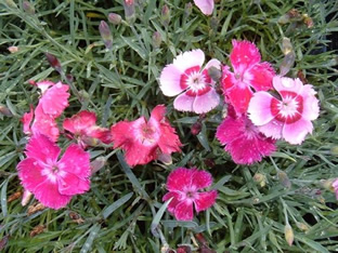 Dianthus plumarius 'Romance Mischung'