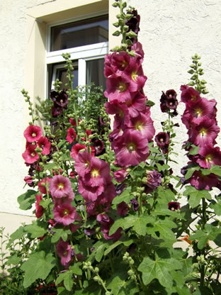 Alcea ficifolia - Hybriden