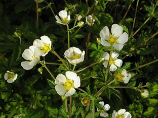 Potentilla rupestris