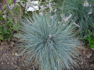 pack Blauschwingel Gras mehrjährige hardy ornamental-Ziergrä G1H8 100stk samen 