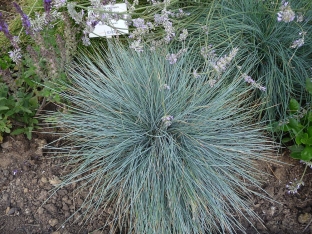 Festuca glauca 'Blue Select'