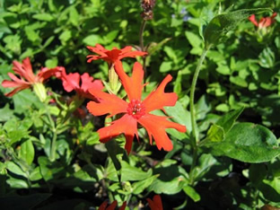 Lychnis x haageana 'Lumina Orange'