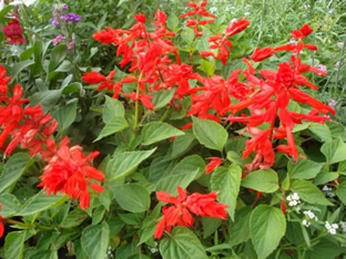 Salvia splendens 'Blaze of Fire'