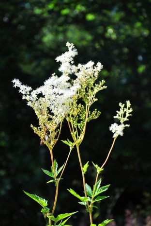 Filipendula ulmaria