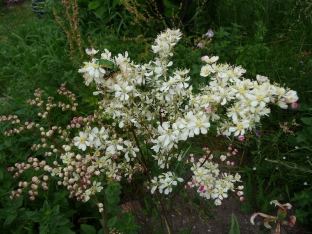 Filipendula vulgaris