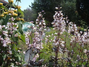 Penstemon digitalis