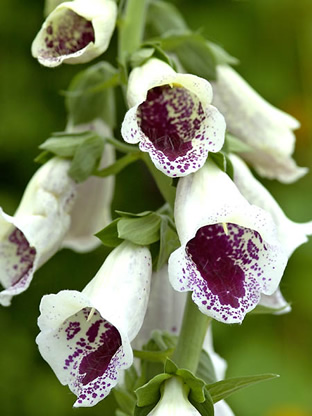 Digitalis purpurea 'Pam's Choice'