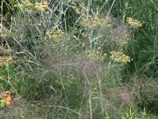 Foeniculum vulgare 'Smokey'