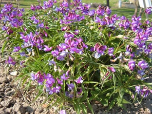 Lathyrus vernus