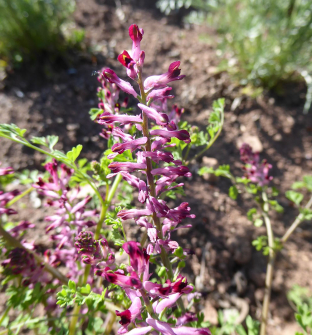 Fumaria officinalis