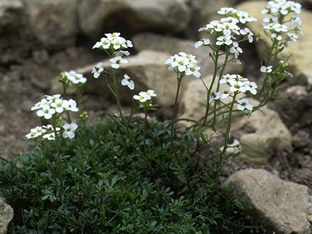 Hutchinsia (Pritzelago) alpina