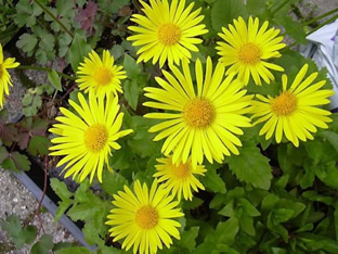 Doronicum orientale 'Magnificum'