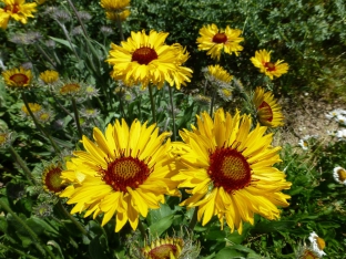 Gaillardia aristata (Wildform)