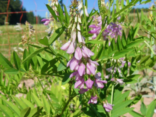 Galega officinalis