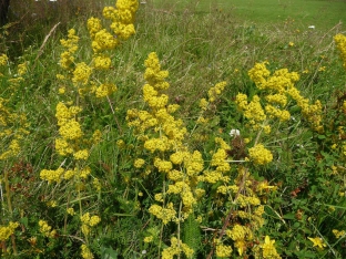 Galium verum