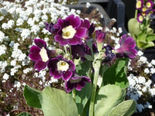 Primula x pubescens