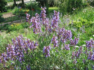 Salvia officinalis