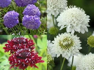 Scabiosa atropurpurea Mischung