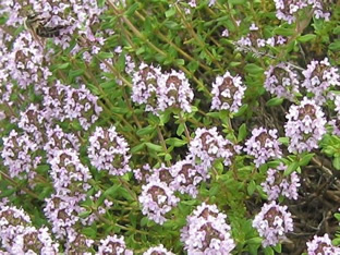 Thymus vulgaris