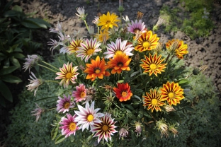 Gazania rigens 'Sunshine Mischung'