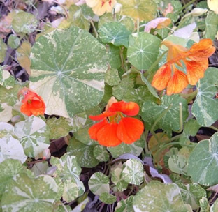 Tropaeolum majus 'Variegated Queen'