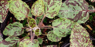 Hieracium maculatum 'Leopard'