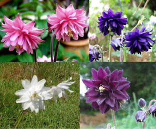 Aquilegia vulgaris 'Barlow Mix'