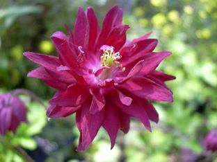 Aquilegia vulgaris plena 'Ruby Port'