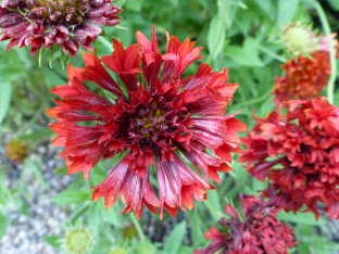 Gaillardia pulchella 'Sundance Red'