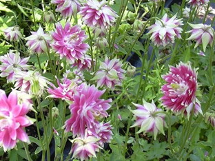 Aquilegia vulgaris plena 'Nora Barlow'