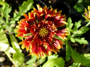 Gaillardia pulchella 'Sundance Bicolor'