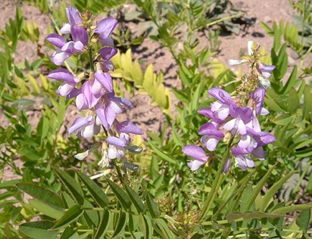 Galega officinalis