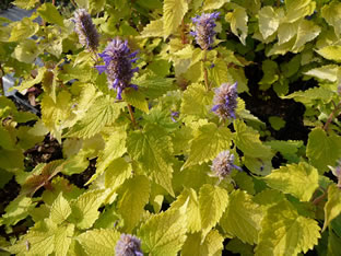 Agastache rugosa 'Golden Jubilee'